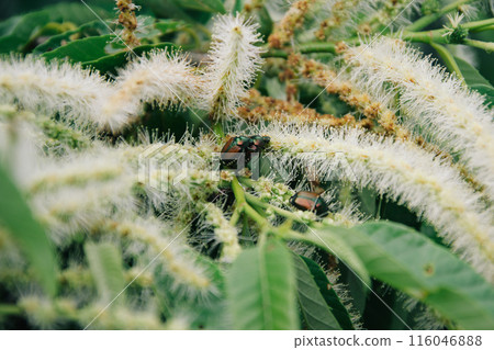 栗花和豆金龜子 116046888