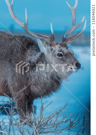 流冰殘存的海邊出現了一隻梅花鹿 116046921