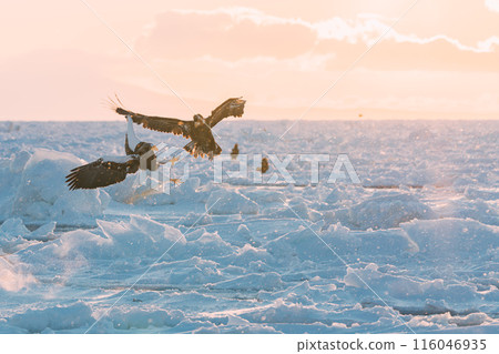 White-tailed fly over ice floe White-tailed fly over ice floe 116046935