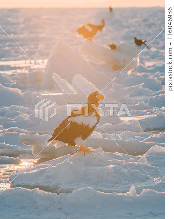White-tailed fly over ice floe White-tailed fly over ice floe 116046936