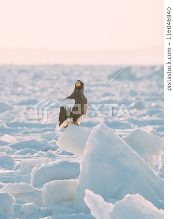 White-tailed fly over ice floe 116046940