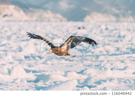 白尾飛過浮冰 116046942