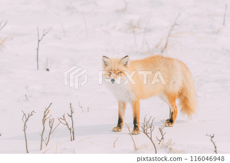 Kita fox walking on the snowy field Kita fox walking on the snowy field 116046948