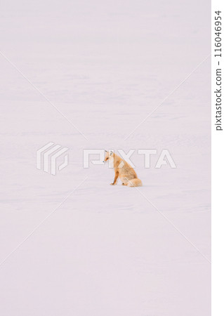 Kita fox walking on the snowy field 116046954
