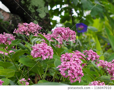 河岸上成群生長的粉紅色繡球花（淡紅色大福繡球花） 116047010