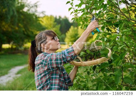 Woman with garden pruning shears cutting dry flowers lilac 116047259