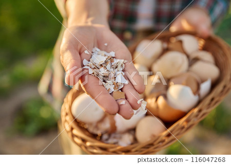 Close up of eggshell in wicker bowl in woman hands 116047268
