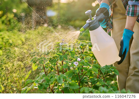 Hands spraying potato plants, protection from fungal diseases, , insect control, fertilizers Hands spraying potato plants, protection from fungal diseases, , insect control, fertilizers 116047276