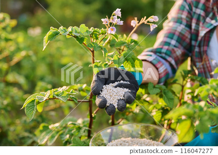 Close up of mineral fertilizers in hands, fertilizing flowering potato plant 116047277