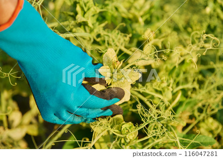 Diseased pea plants affected by bacterial fungal infections Diseased pea plants affected by bacterial fungal infections 116047281