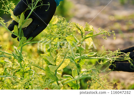 Diseased pea plants affected by bacterial fungal infections Diseased pea plants affected by bacterial fungal infections 116047282