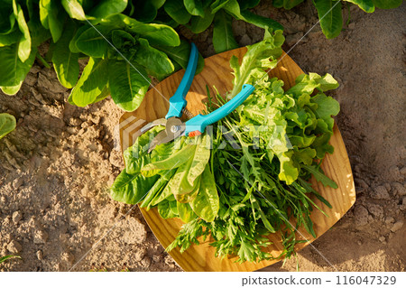 Top view of fresh different herbs on wooden tray, outdoor 116047329
