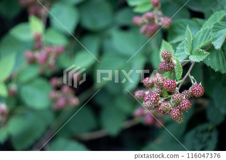 Blackberry fruit starting to turn color 116047376