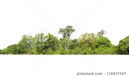group green tree isolate on white background. Cutout tree line. Row of green trees and shrubs in summer isolated on white background. ForestScene. High quality clipping mask. 116047397