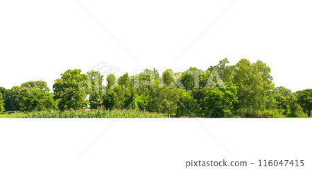 Group green tree isolate on white background. Cutout tree line. Row of green trees and shrubs in summer isolated on white background. ForestScene. High quality clipping mask. 116047415