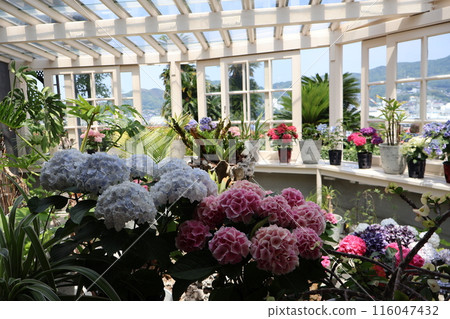 A view of the mountains, city and blue sky from a terrace window with various hydrangeas and flowers. A view of the mountains, city and blue sky from a terrace window with various hydrangeas and flowers. 116047432