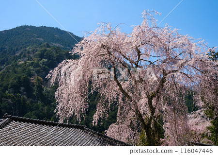 身延山垂枝櫻花優雅綻放 身延山垂枝櫻花優雅綻放 116047446