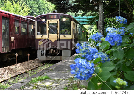 Hydrangeas blooming at Sawaniri Station on the Watarase Valley Railway Hydrangeas blooming at Sawaniri Station on the Watarase Valley Railway 116047453