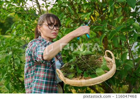 Woman with garden pruning shears cutting dry flowers lilac 116047468