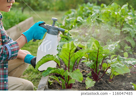 Hands with sprayer, spraying beet plants on wooden raised bed box Hands with sprayer, spraying beet plants on wooden raised bed box 116047485
