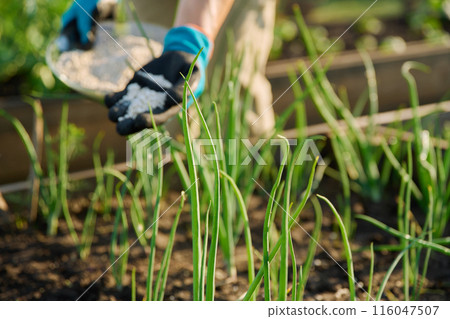 Close up of mineral fertilizers in hands, fertilizing onion plant Close up of mineral fertilizers in hands, fertilizing onion plant 116047507