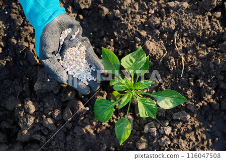 Close up of mineral fertilizers in hands, fertilizing sweet bell pepper plant 116047508