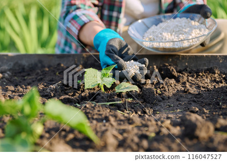 Close up of mineral fertilizers in hands, fertilizing cucumber plant 116047527