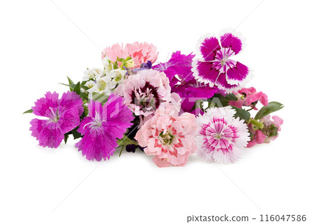eatable flower on white blackground eatable flower on white blackground 116047586