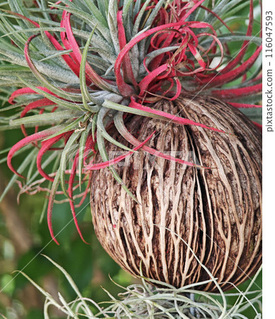 Suicide Tree, Devil Tree, Pong Pong, Othalanga, Seedforest in the garden Suicide Tree, Devil Tree, Pong Pong, Othalanga, Seedforest in the garden 116047593