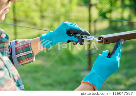 Vineyard, female farmer adjusting the tension of trellis for growing grape vines 116047597