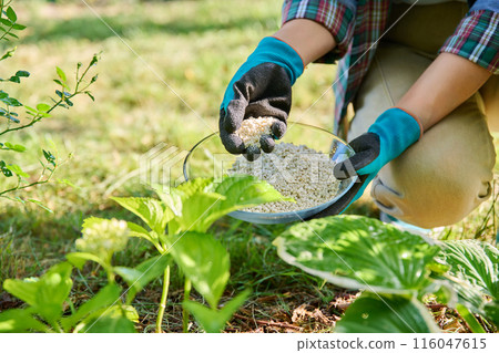 Close-up of hands with mineral fertilizers in garden on flower bed with green bushes 116047615