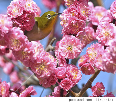 A white-eye on a red plum blossom in full bloom (spring image) (heartwarming image) 116048184