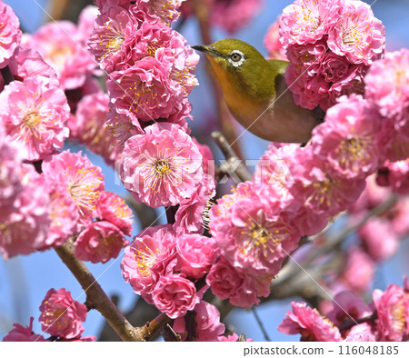 A white-eye on a red plum blossom in full bloom (spring image) (heartwarming image) 116048185