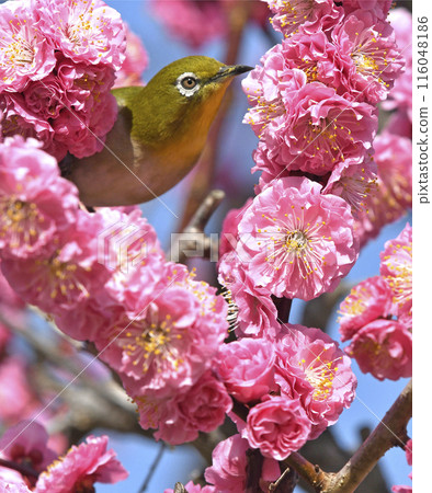 盛開的紅梅和白眼(春天的形象)(溫馨的形象) 盛開的紅梅和白眼(春天的形象)(溫馨的形象) 116048186