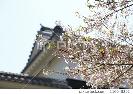 Cherry blossoms and a tower silhouette bathed in the spring sunshine Cherry blossoms and a tower silhouette bathed in the spring sunshine 116048291