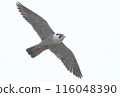 Falcon 116048390