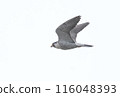 Falcon 116048393