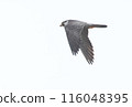 Falcon 116048395