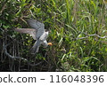 Falcon 116048396