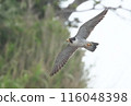 Falcon 116048398