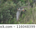 Falcon 116048399