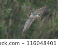 Falcon 116048401