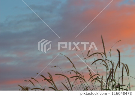 Silver grass swaying in the sunset sky 116048478