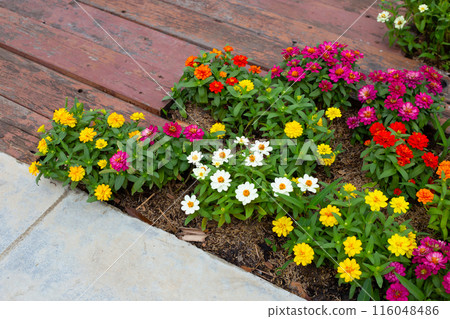 Zinnia flower in the garden 116048486