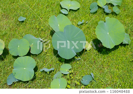Green leaves of lotus flower Green leaves of lotus flower 116048488