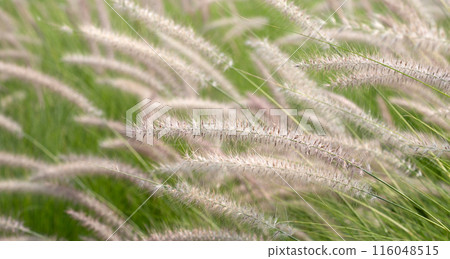 Fountain grass or pennisetum alopecuroides Fountain grass or pennisetum alopecuroides 116048515