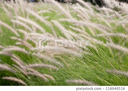 Fountain grass or pennisetum alopecuroides Fountain grass or pennisetum alopecuroides 116048516