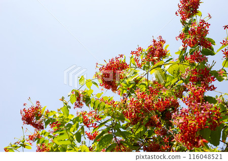 Rangoon creeper or Burma creeper, Combretum indicum Rangoon creeper or Burma creeper, Combretum indicum 116048521