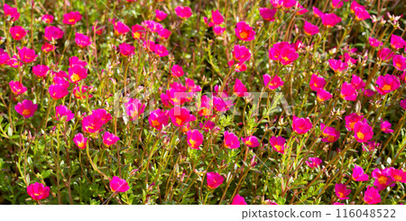 Portulaca pink flower (Moss rose plants) Portulaca pink flower (Moss rose plants) 116048522