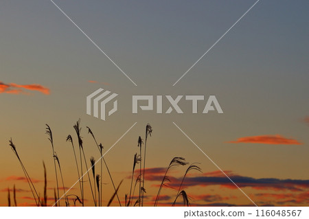 潘帕斯草漂浮在夕陽的天空中 潘帕斯草漂浮在夕陽的天空中 116048567